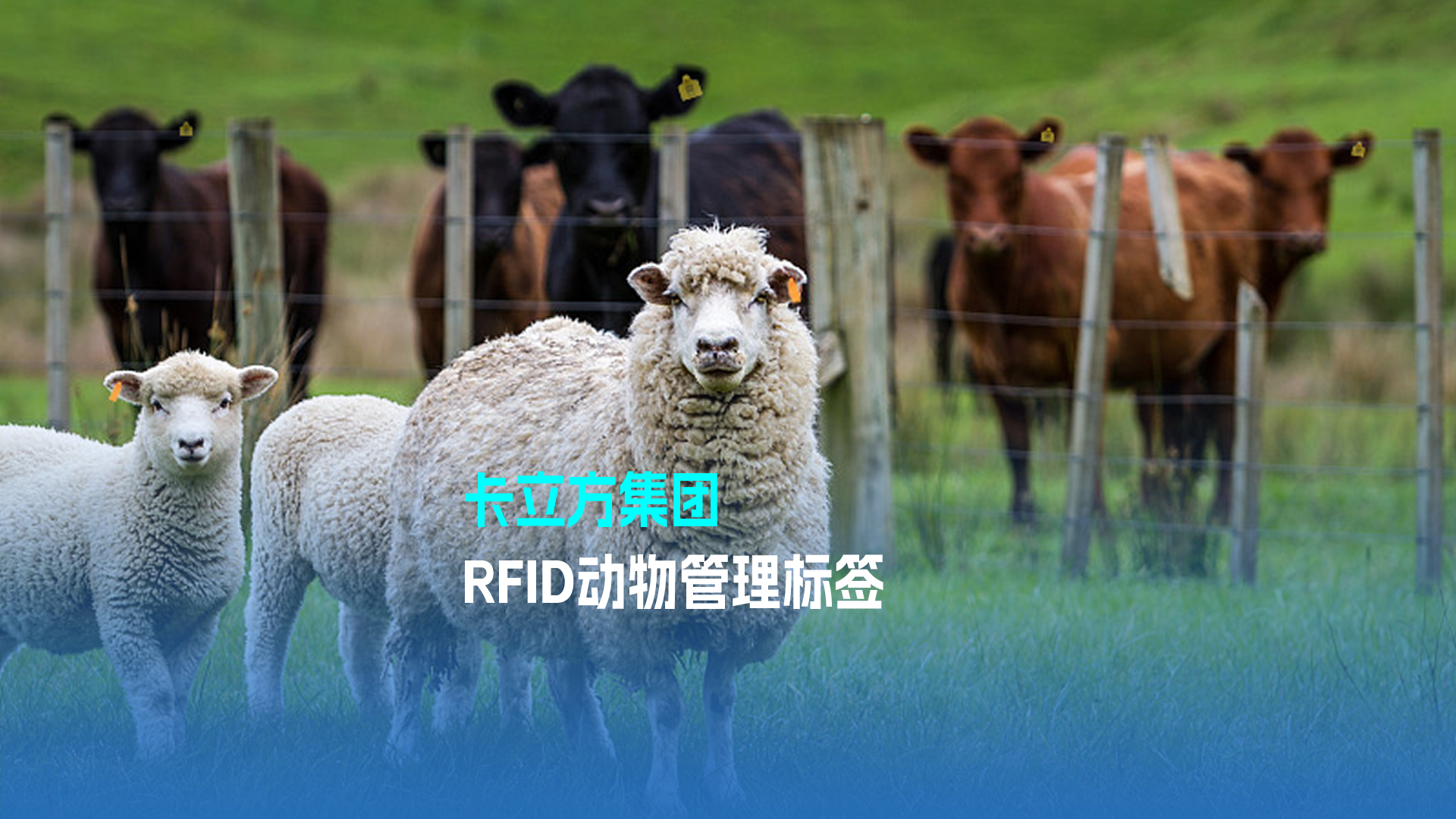 卡立方集团RFID动物管理标签 科技赋能现代畜牧业新篇章
